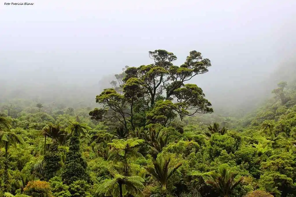 Upaya Pelestarian Hutan Tropis di Indonesia: Strategi Konservasi, Pengelolaan Berkelanjutan, Rehabilitasi Hutan, Kebijakan Pemerintah, dan Peran Masyarakat dalam Menjaga Keanekaragaman Hayati serta Menangkal Dampak Perubahan Iklim Global
